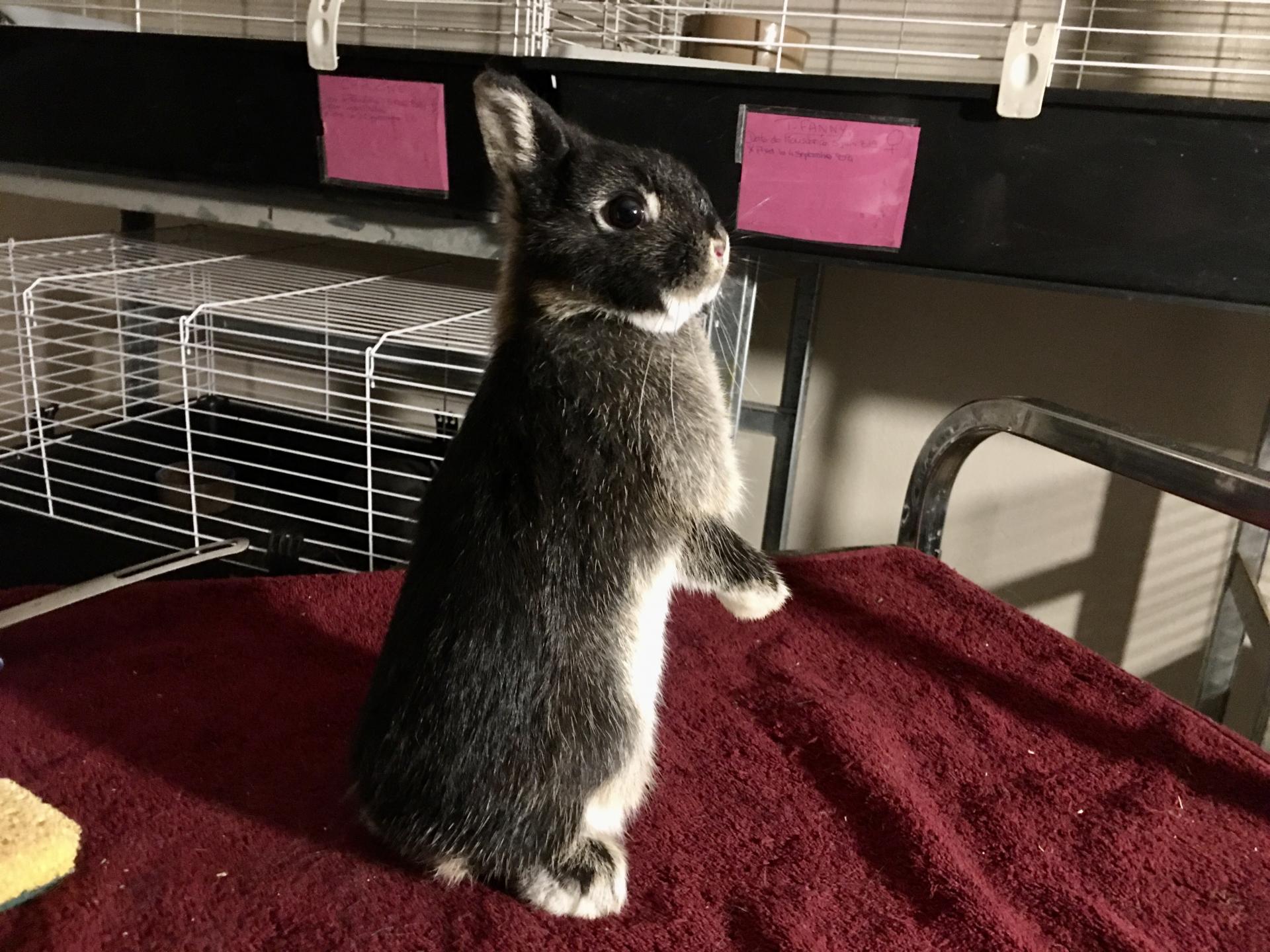 Adoption Lapin Nain Ile De France élevage, lapins, nains, île de France